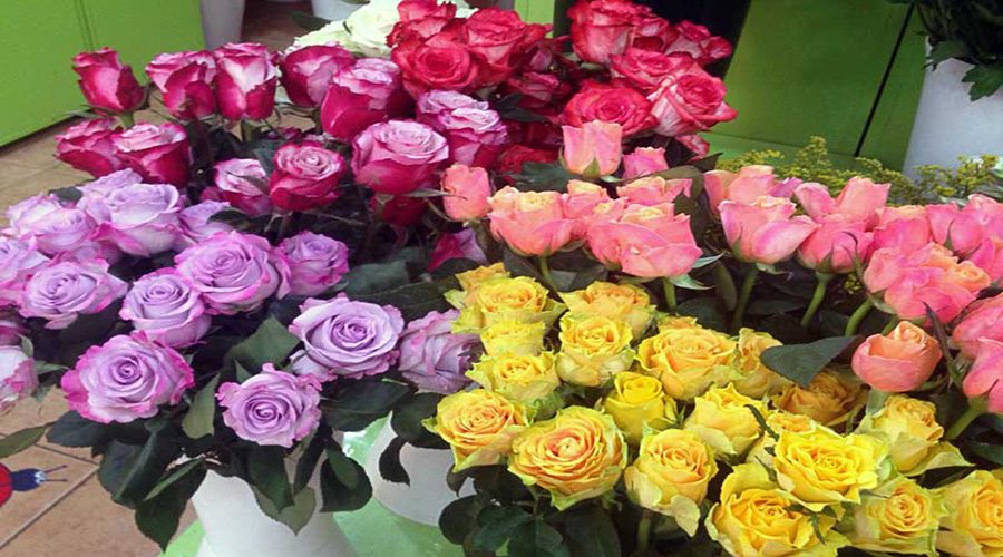 elportaldelasflores_foto3